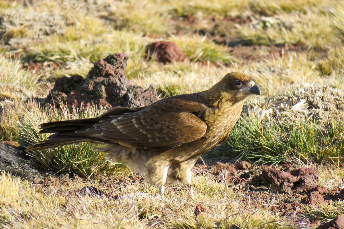 White-throated Caracara - ML621364892