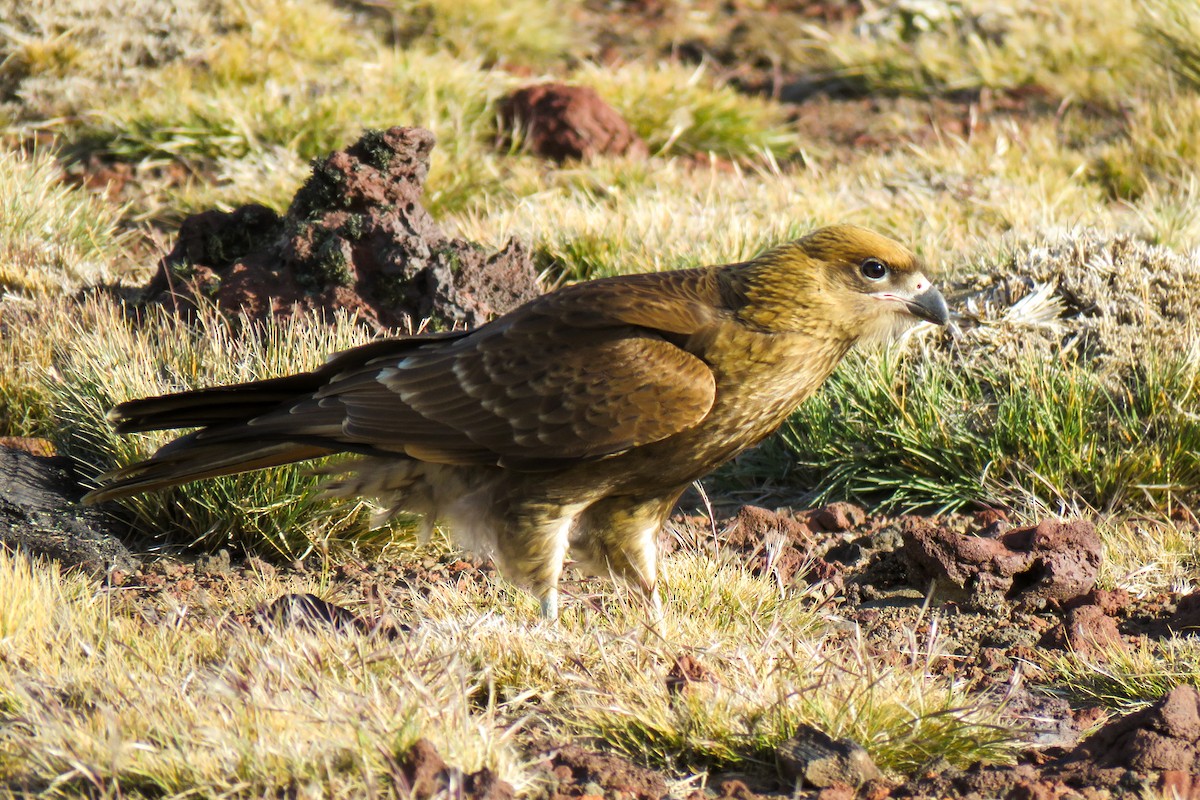 White-throated Caracara - ML621364893