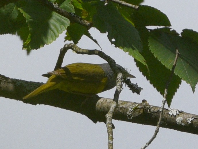 Mourning Warbler - ML621364933