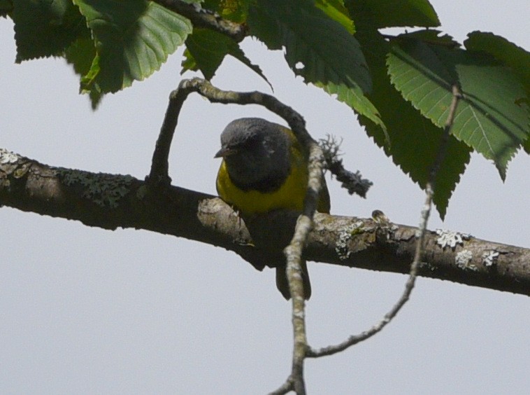 Mourning Warbler - ML621364934