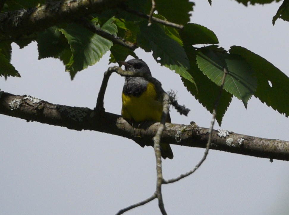 Mourning Warbler - ML621364936