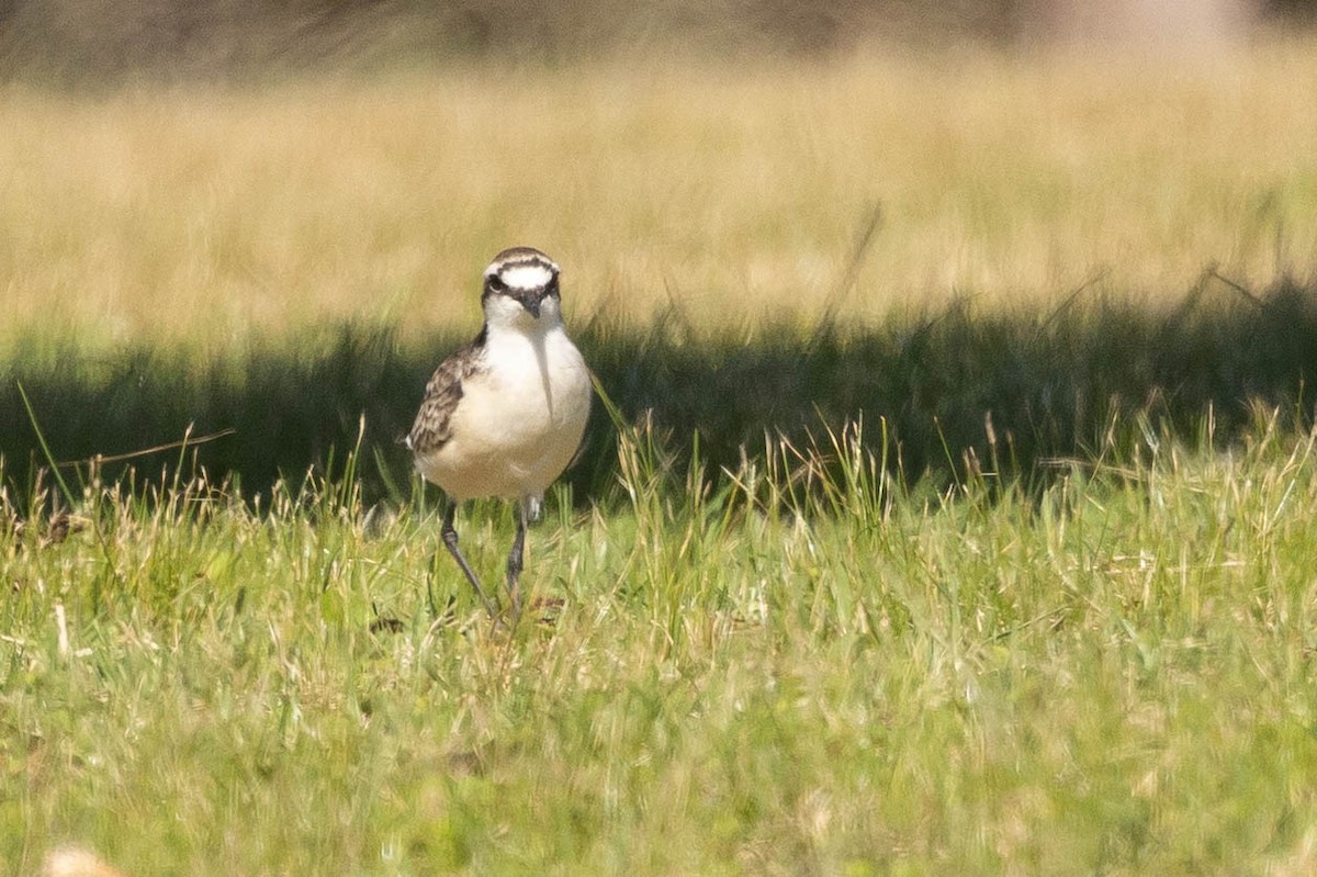 Ebird Checklist - 19 Apr 2024 - Longwood Golf Course - 8 Species