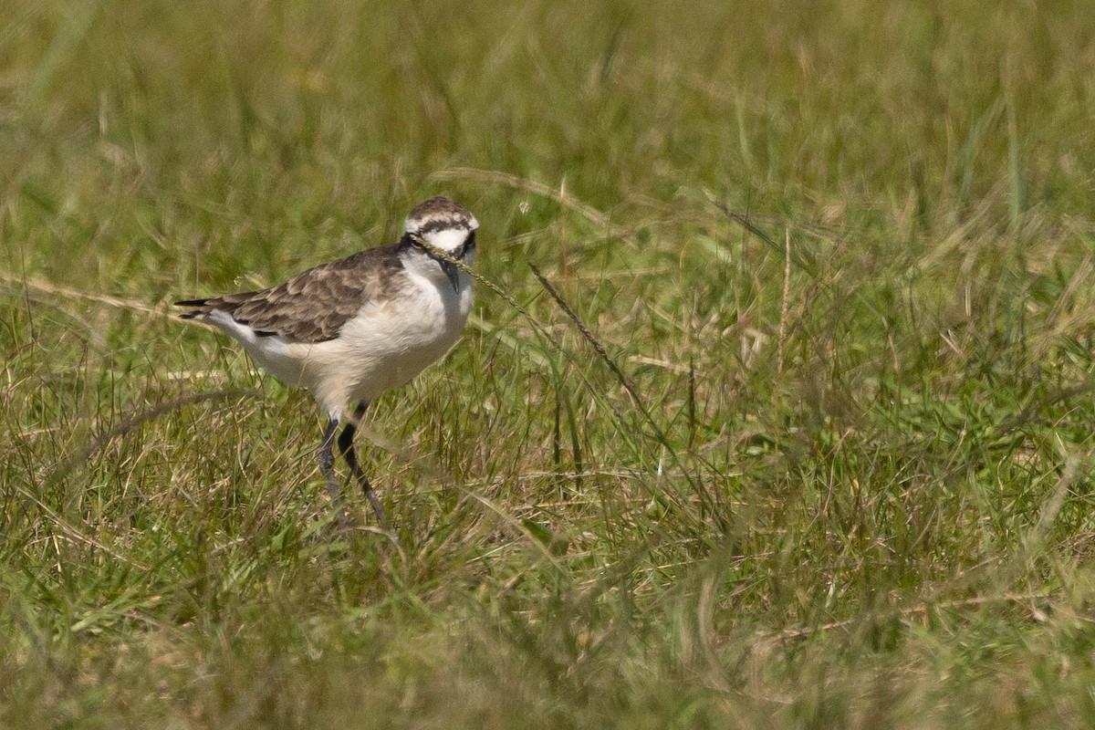 St. Helena Plover - ML621364950