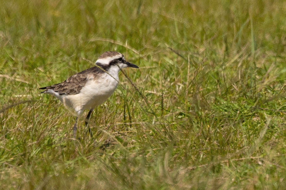 St. Helena Plover - ML621364951