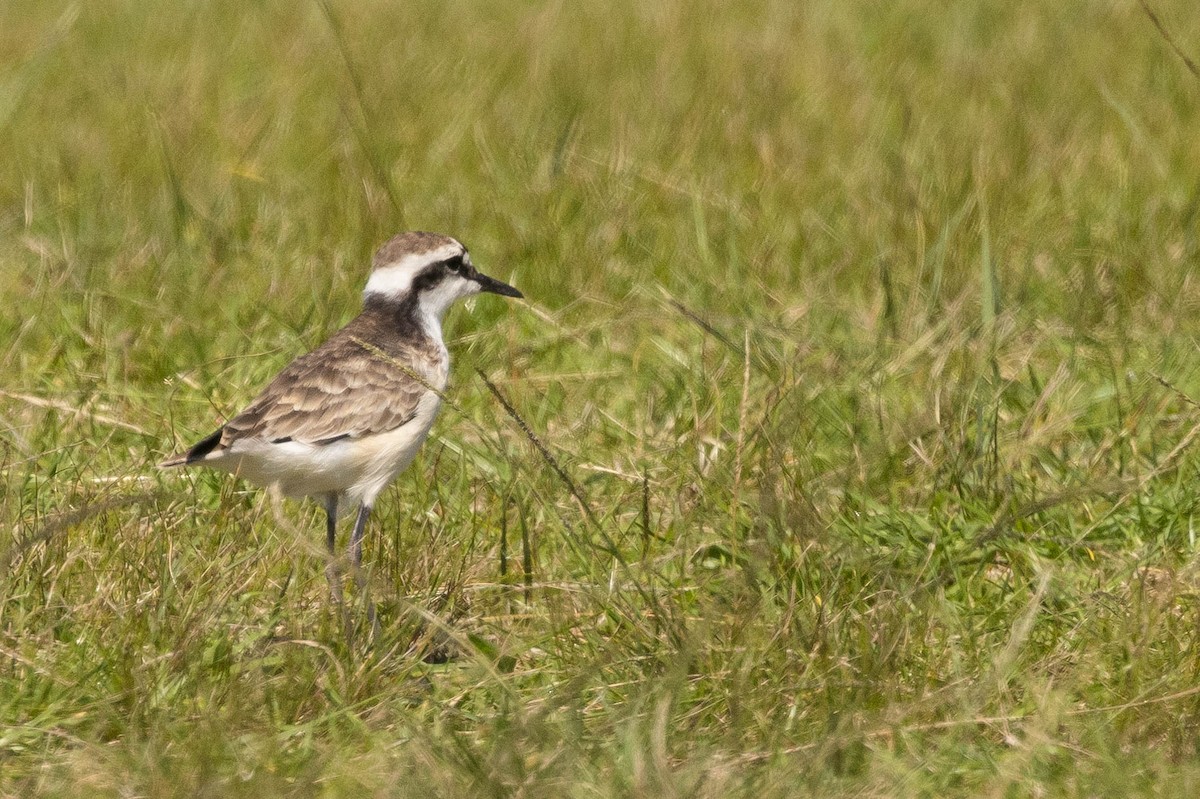 St. Helena Plover - ML621364952