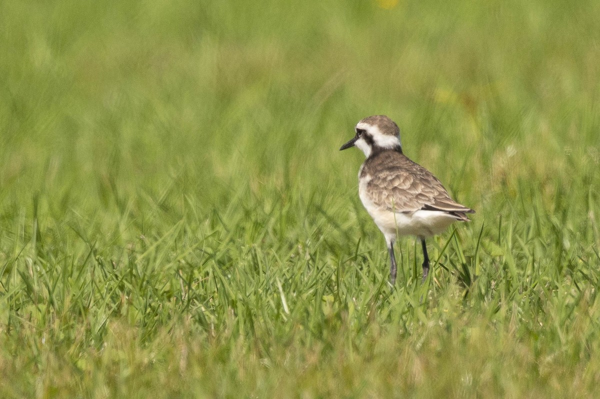 St. Helena Plover - ML621364954