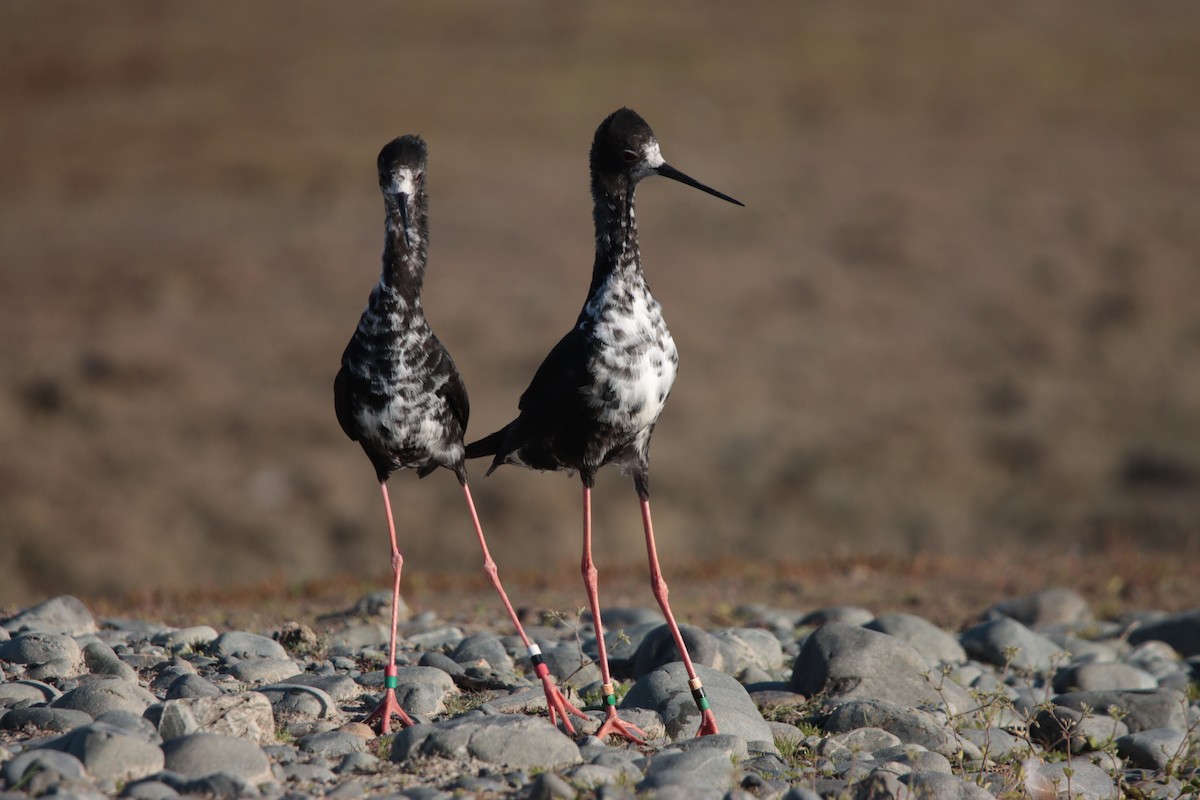 Black Stilt - ML621365110