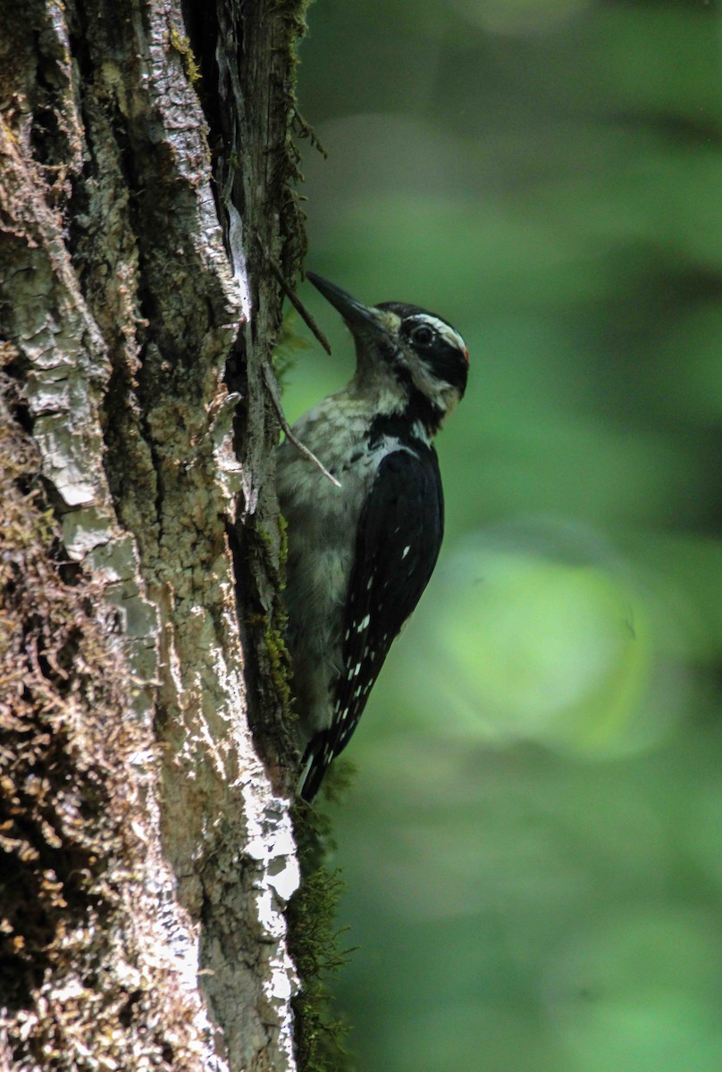 Hairy Woodpecker - ML621365121