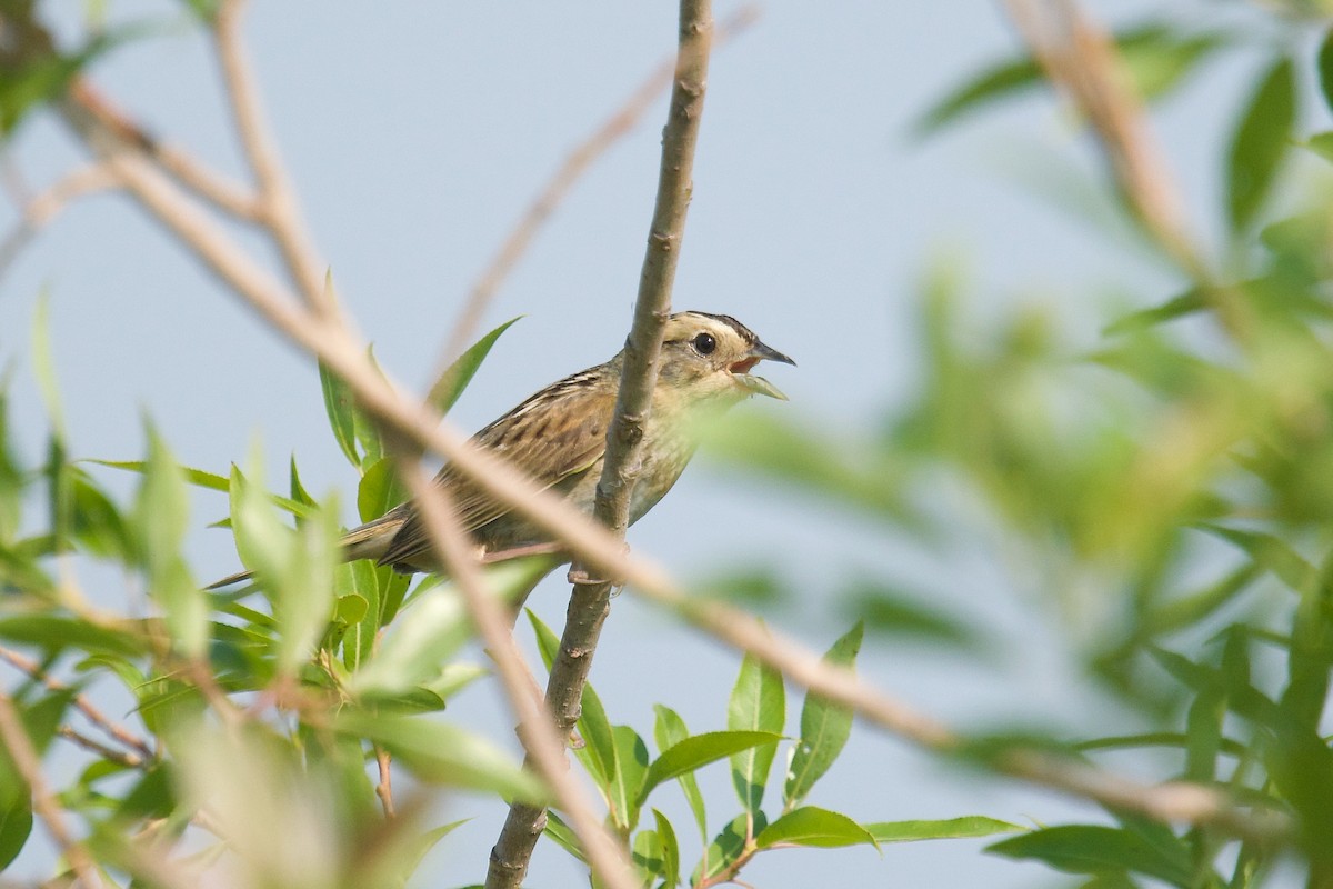 Nelson's Sparrow - Owen Strickland