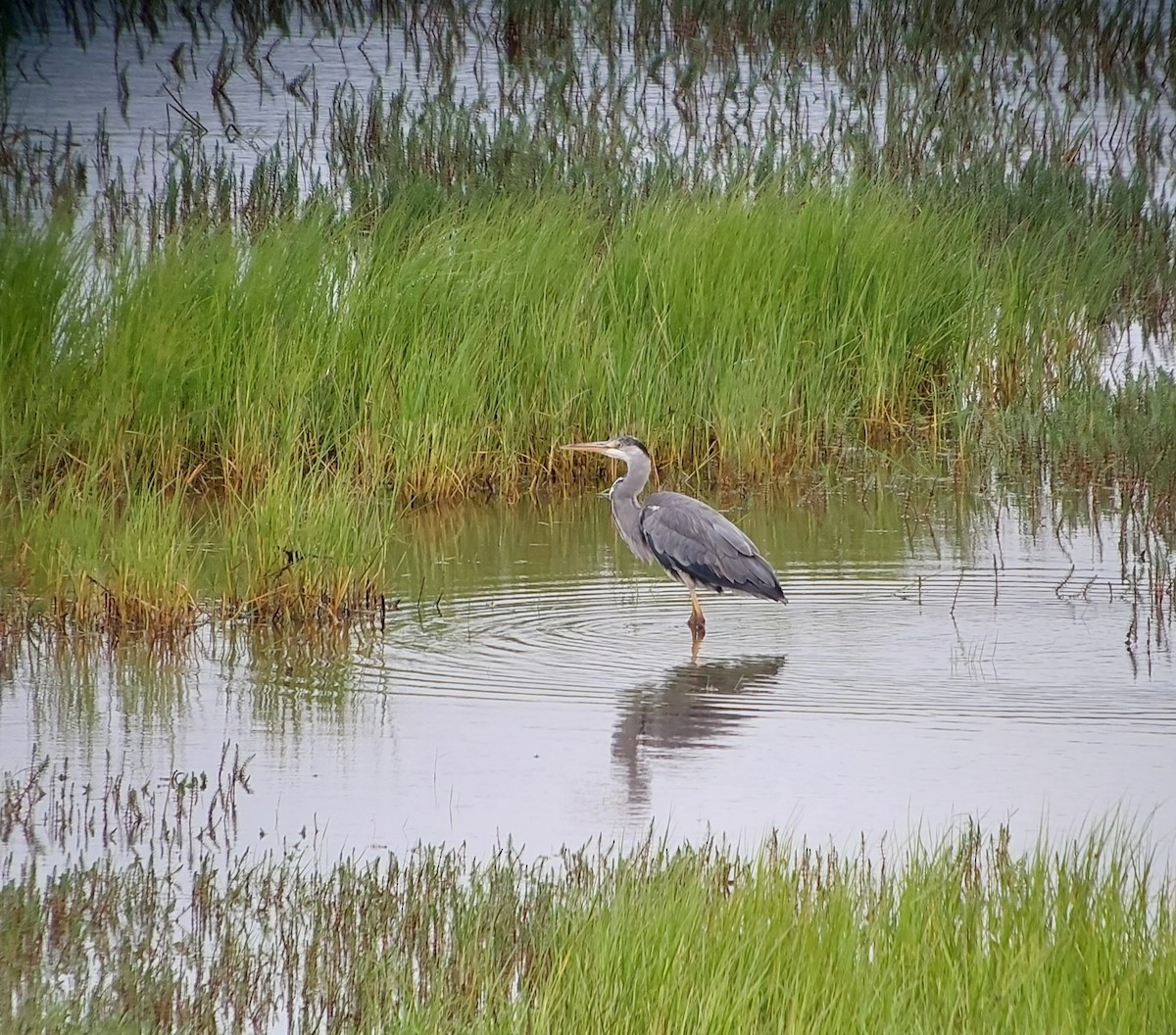 Gray Heron - ML621365460