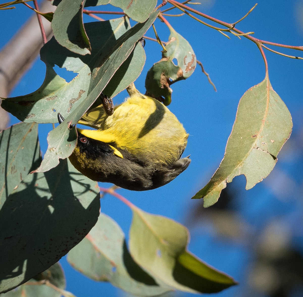 Yellow-tufted Honeyeater - ML621365496