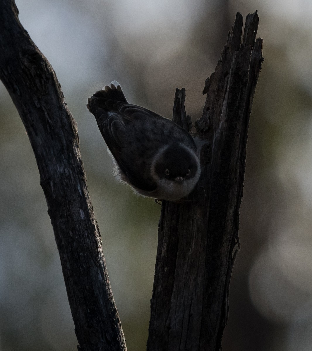 Varied Sittella - ML621365524