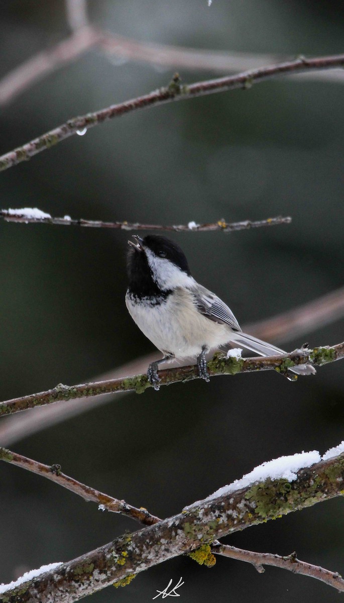 Black-capped Chickadee - ML621365563