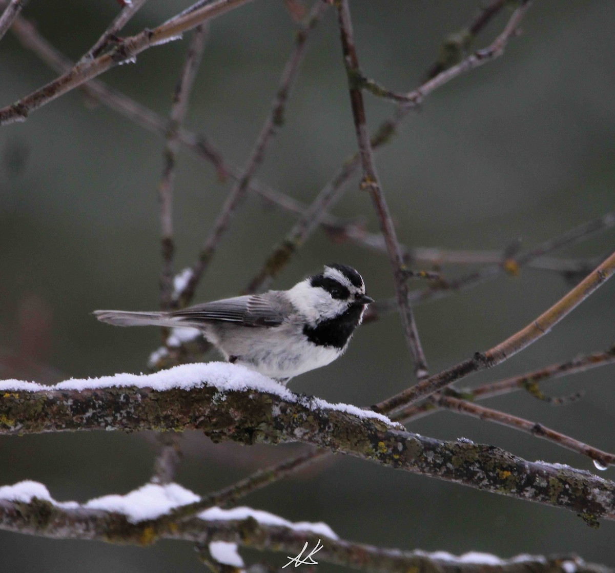 Mountain Chickadee - ML621365567