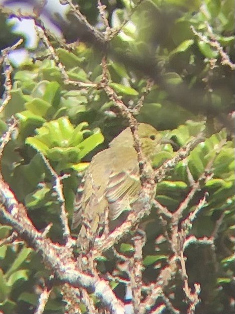 Oahu Amakihi - ML621365568