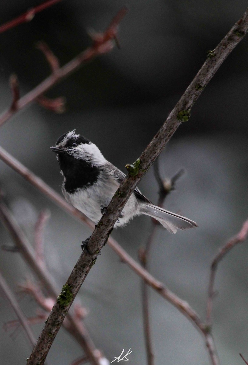 Mountain Chickadee - ML621365575