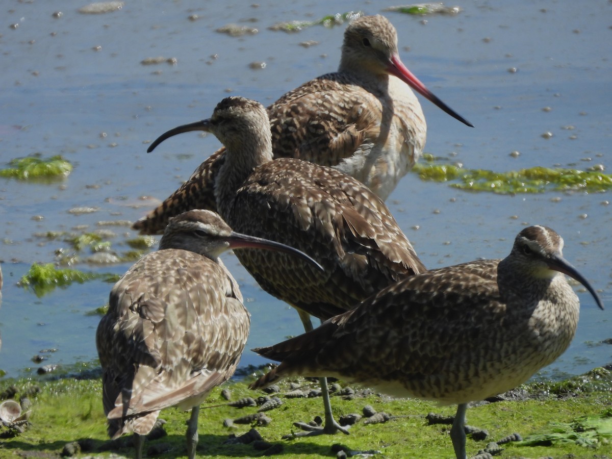 Whimbrel - ML621365601