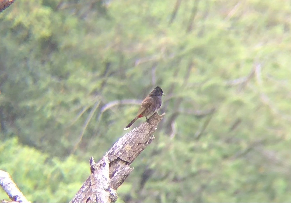 Red-vented Bulbul - ML621365622