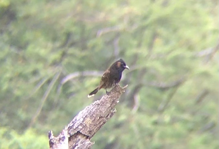 Red-vented Bulbul - ML621365623