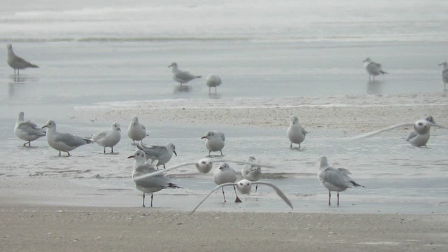 Brown-hooded Gull - ML621365667