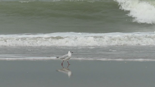 Brown-hooded Gull - ML621365669
