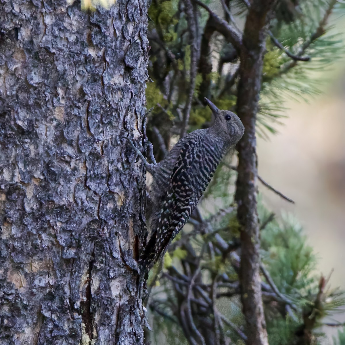 Williamson's Sapsucker - ML621365777