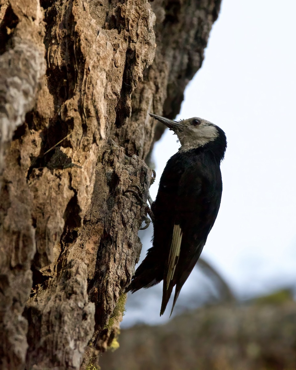 White-headed Woodpecker - ML621365779