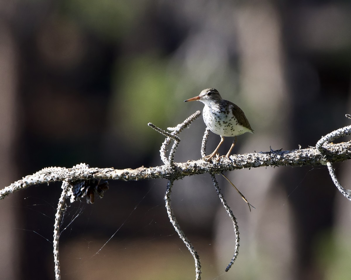 Spotted Sandpiper - ML621365780