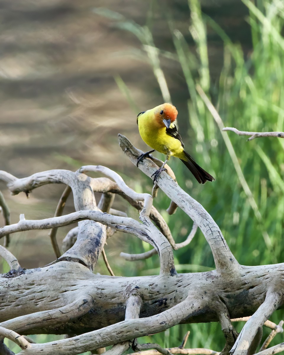 Western Tanager - ML621365794