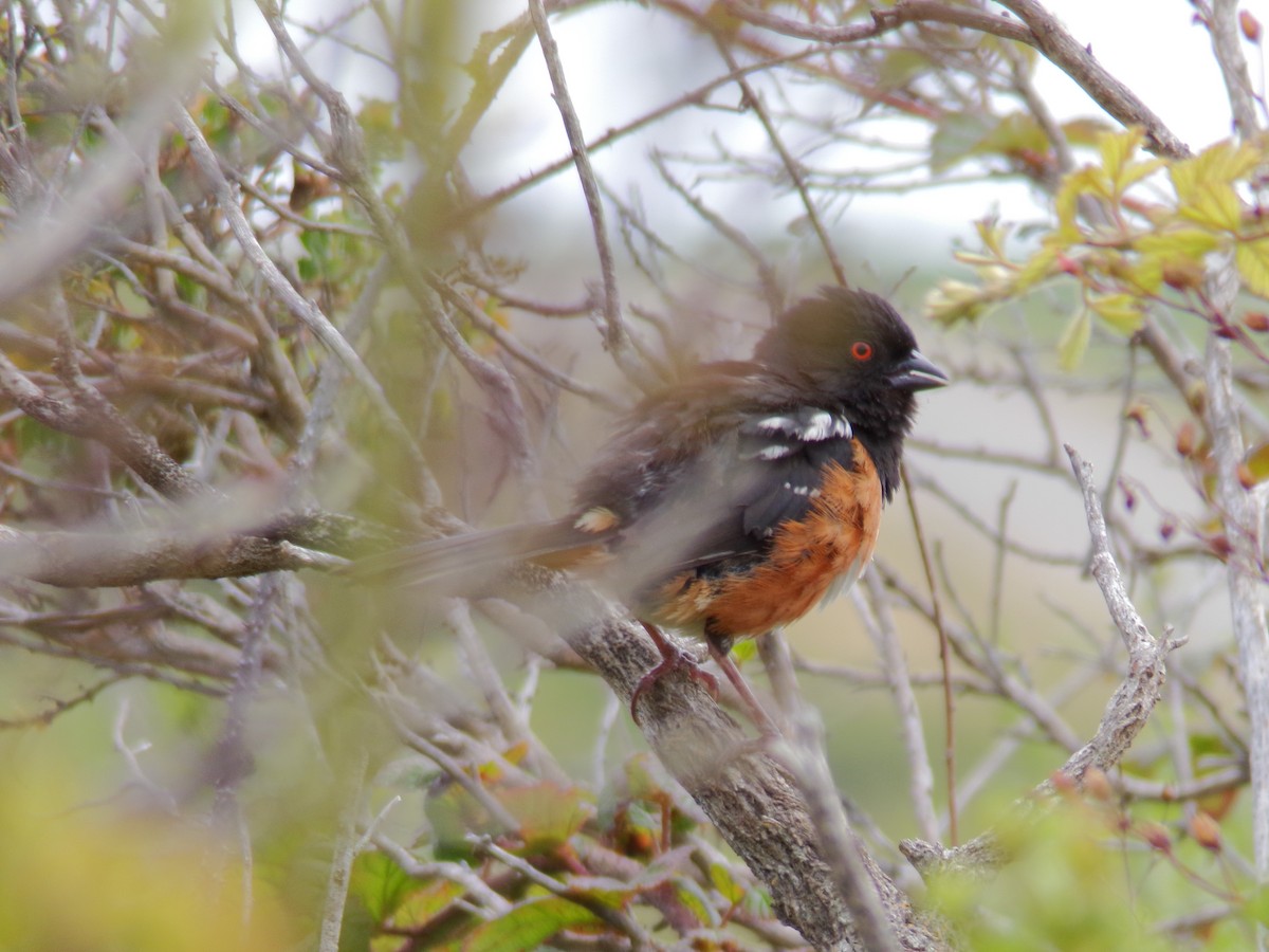 Spotted Towhee - ML621365797