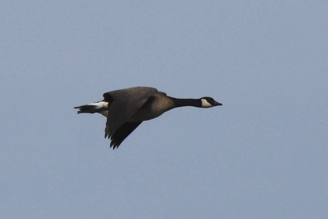 Cackling Goose (Taverner's) - ML621365819