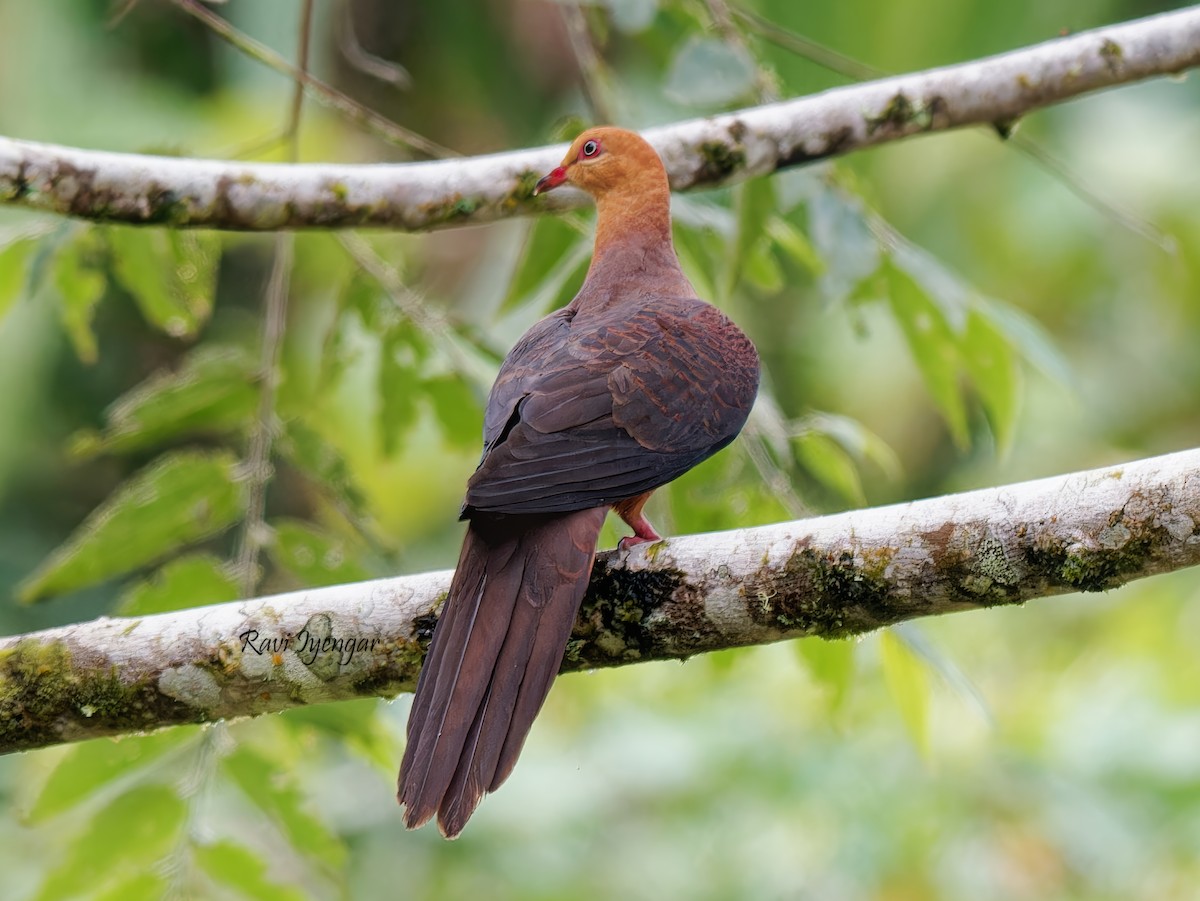Philippine Cuckoo-Dove - ML621365864