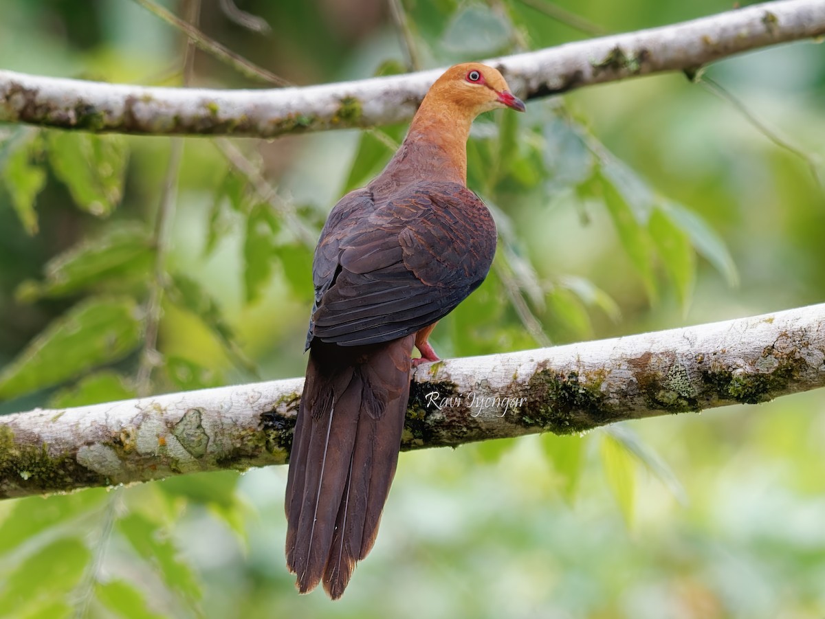 Philippine Cuckoo-Dove - ML621365865