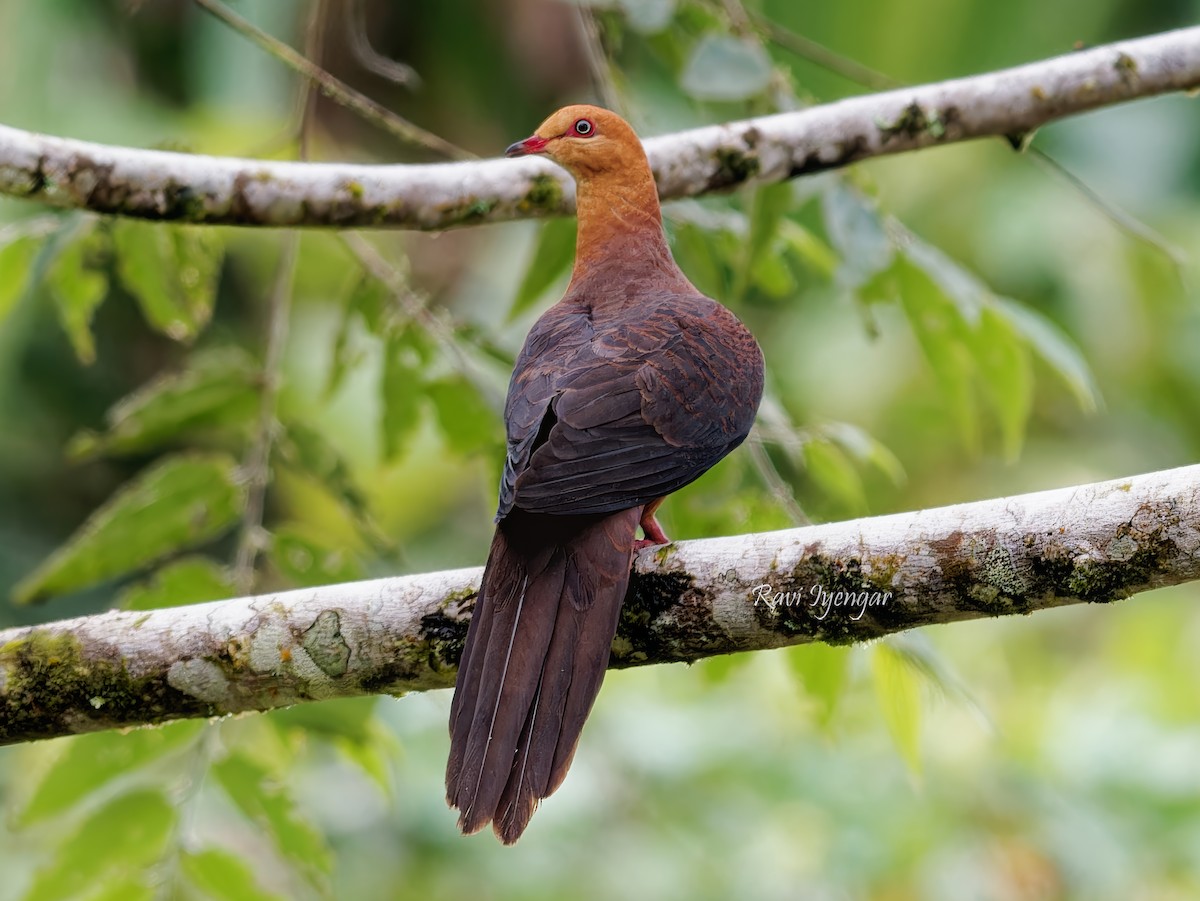 Philippine Cuckoo-Dove - ML621365866