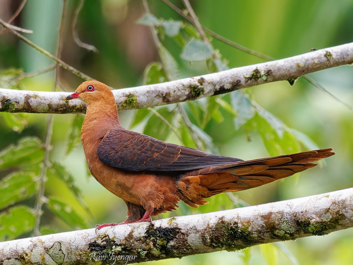 Philippine Cuckoo-Dove - ML621365867