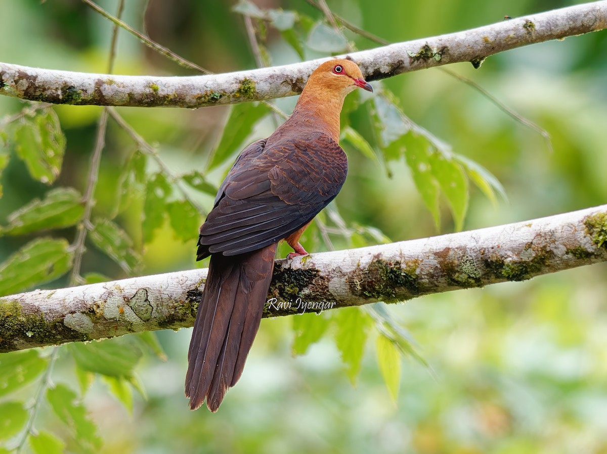 Philippine Cuckoo-Dove - ML621365868