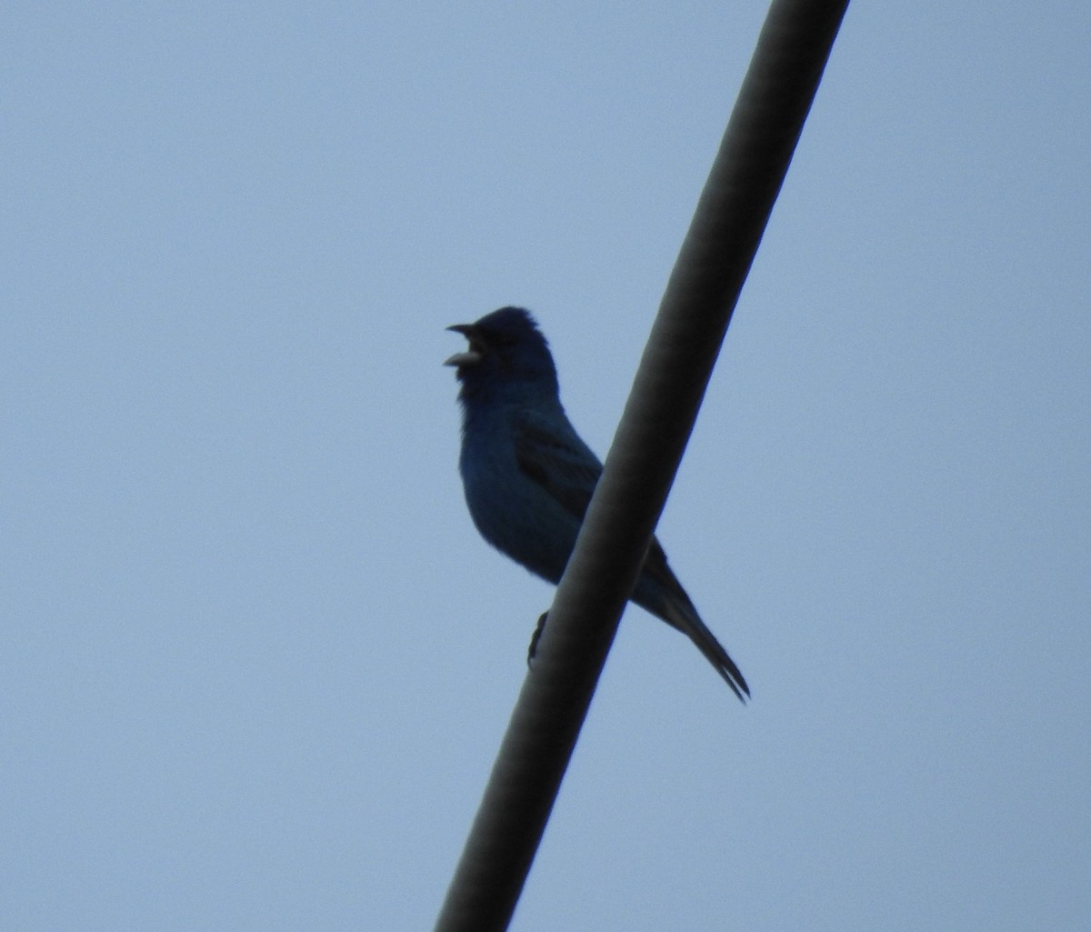 Indigo Bunting - ML621365920