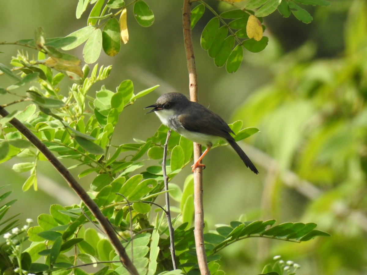 Gray-breasted Prinia - ML621365988