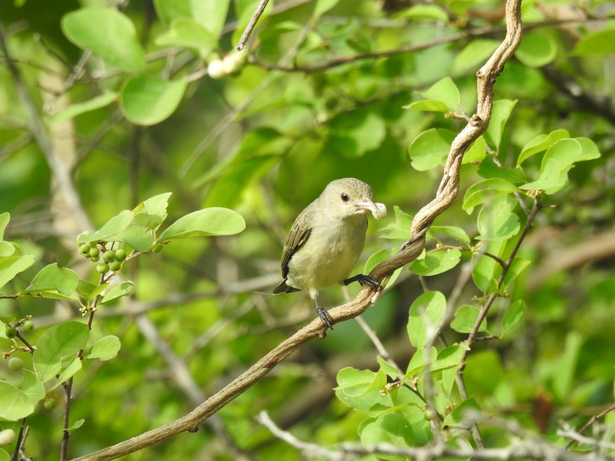 Pale-billed Flowerpecker - Sudhanva Jahagirdar