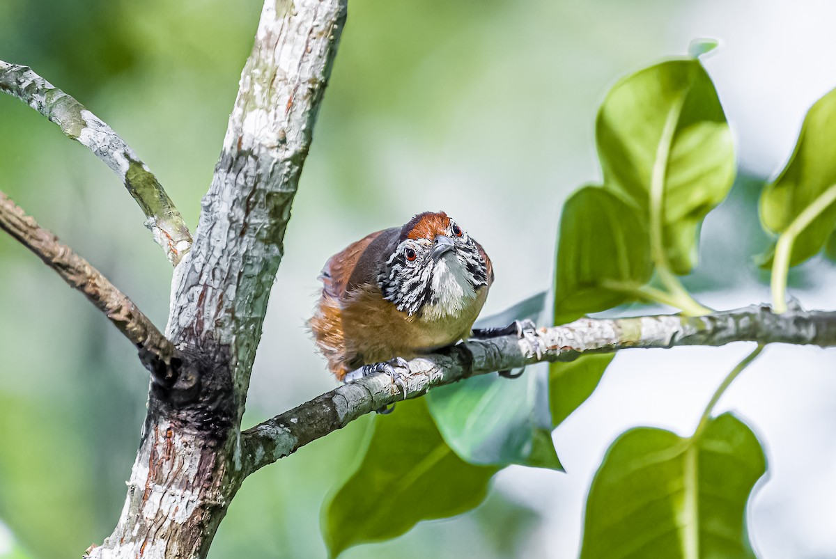 Happy Wren - ML621366016