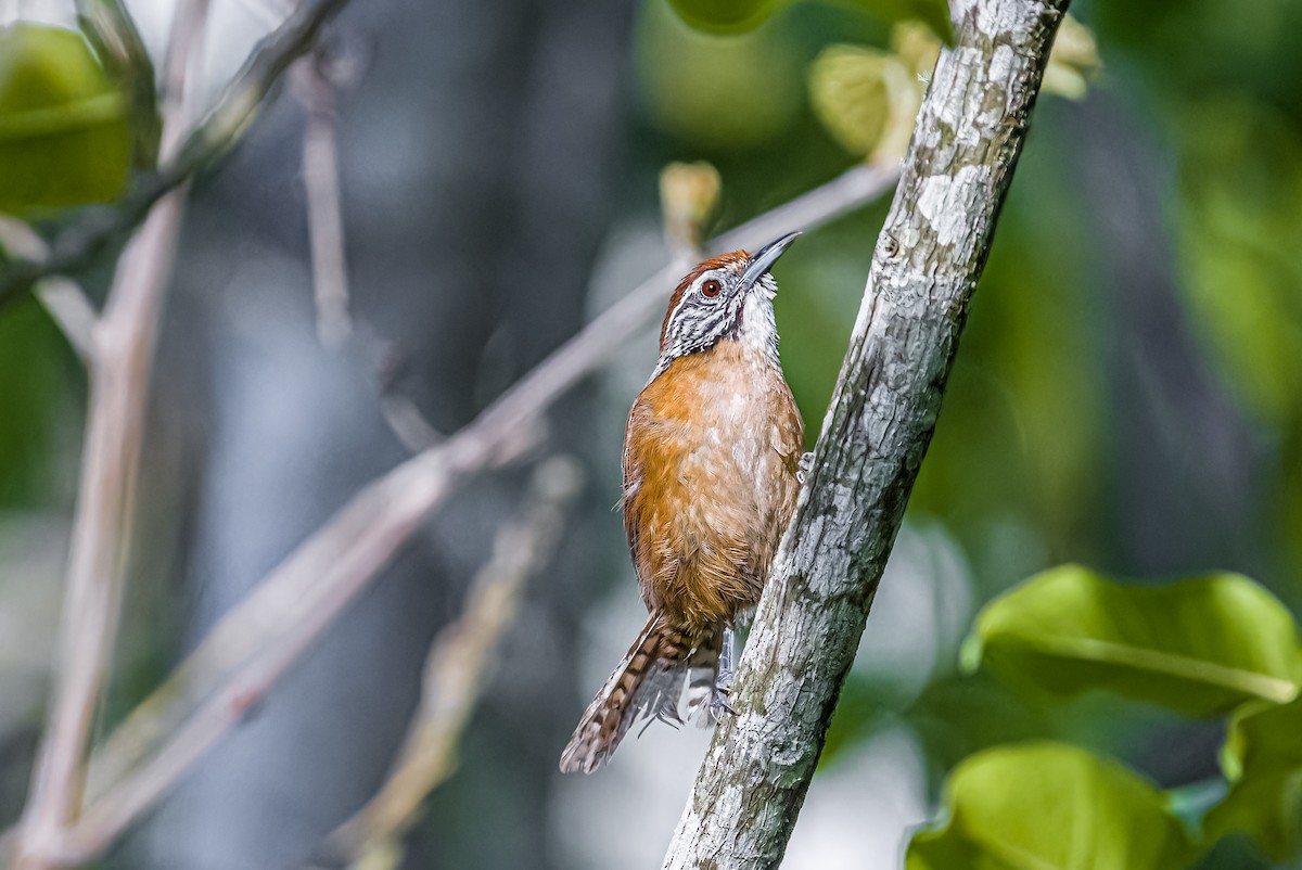 Happy Wren - ML621366019