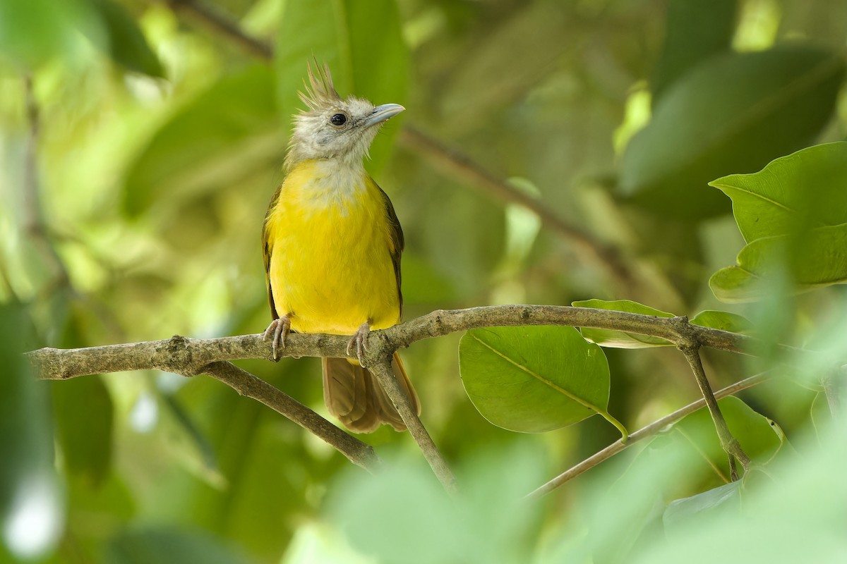 White-throated Bulbul - ML621366080