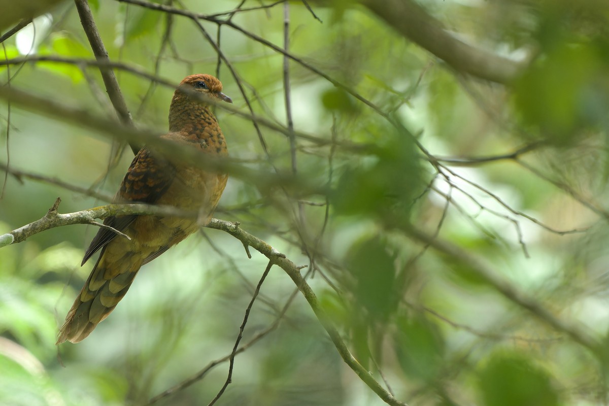 Little Cuckoo-Dove - ML621366278