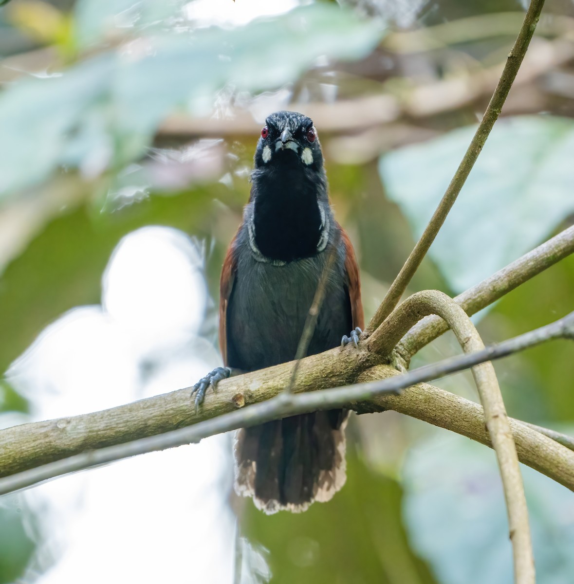 Black-throated Babbler - ML621366301