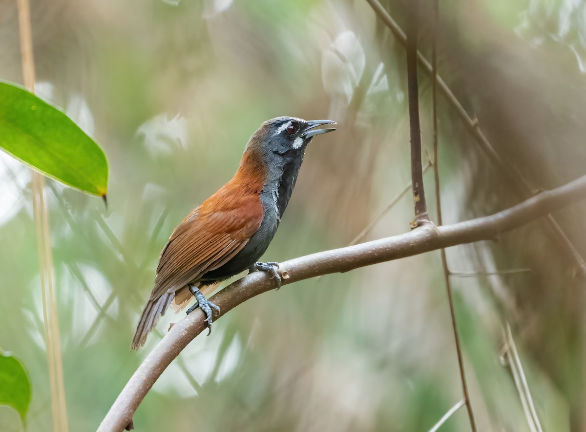 Black-throated Babbler - ML621366302