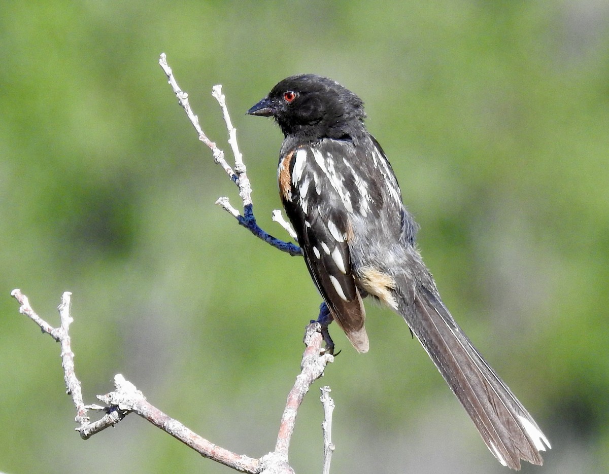 Spotted Towhee - ML621366310