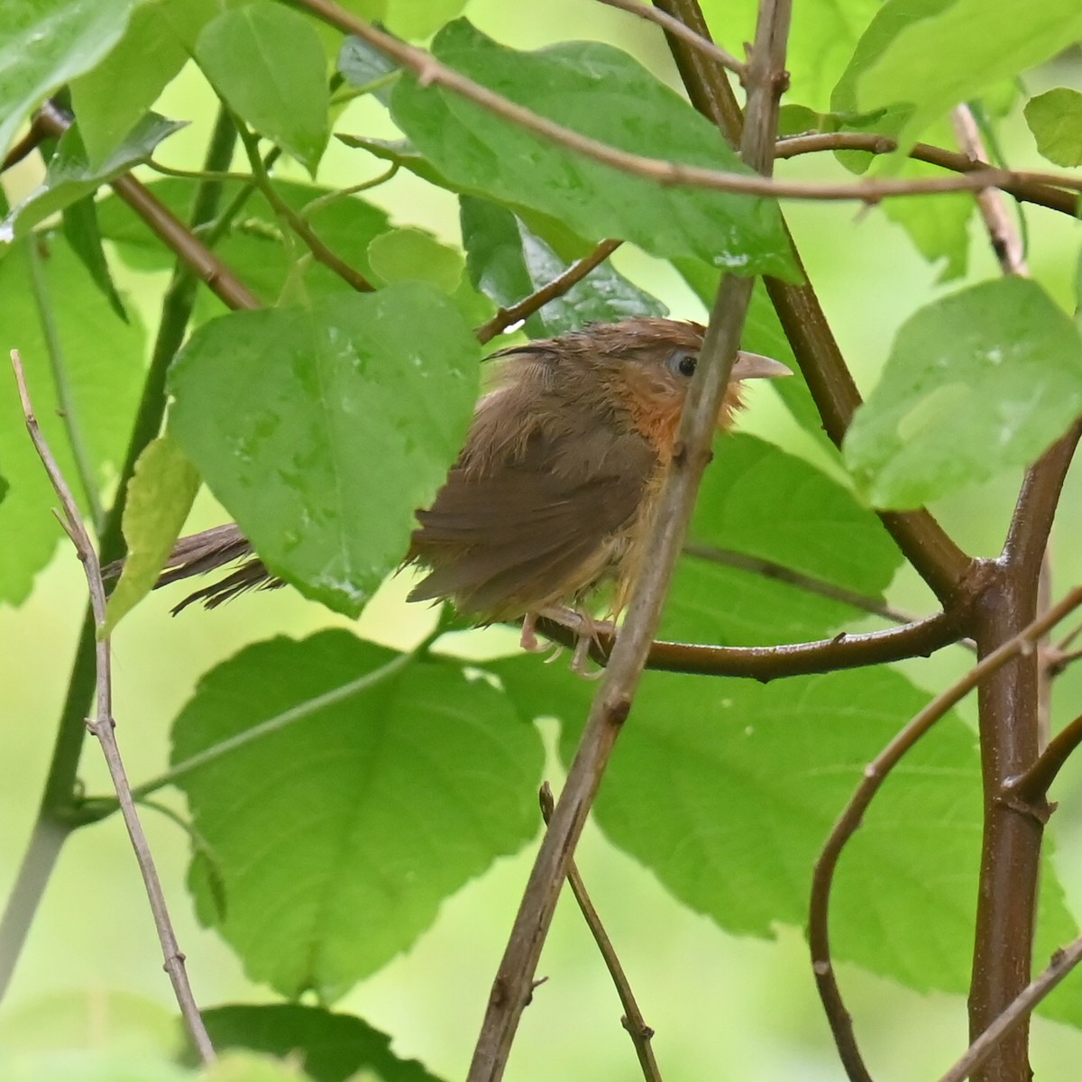 Tawny-bellied Babbler - ML621366432