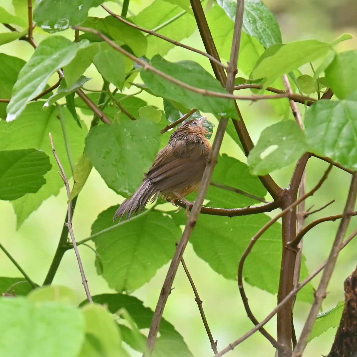 Tawny-bellied Babbler - ML621366438