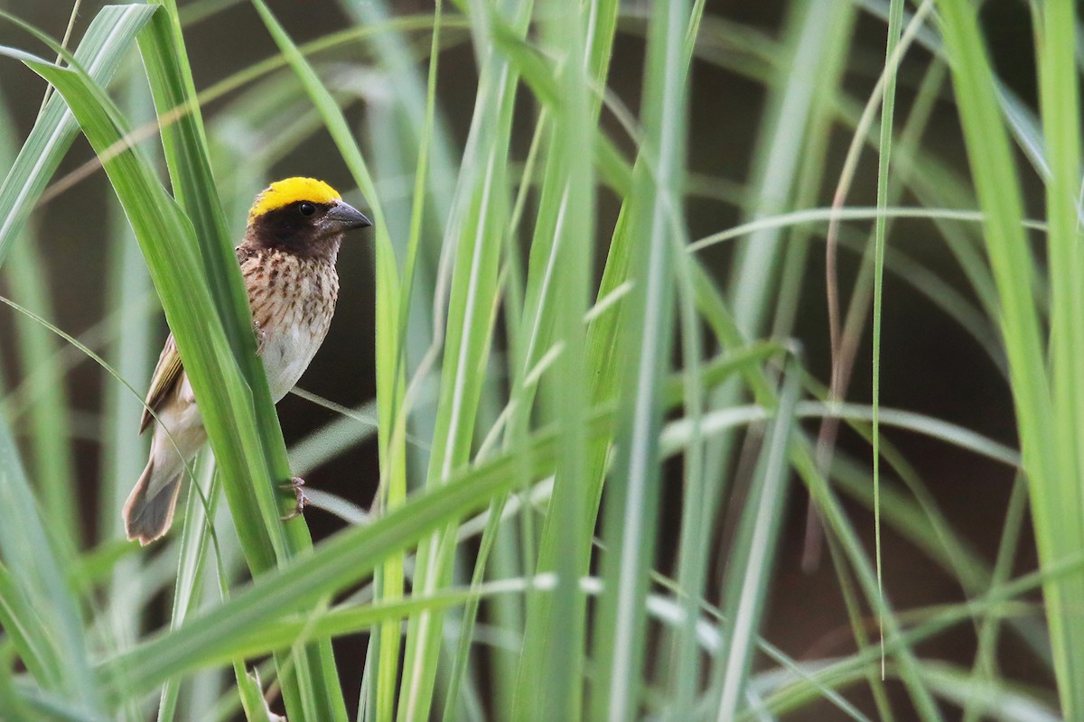 Streaked Weaver - ML621366439