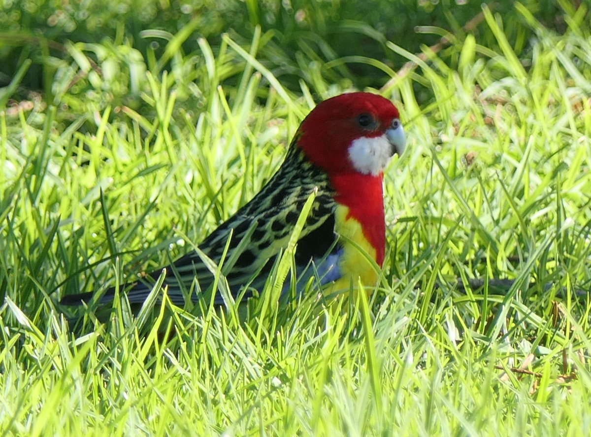 Eastern Rosella - ML621366507